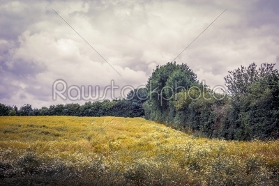 Field with chamomile flowers in cloudy weather