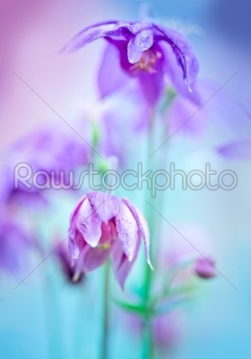 Floral soft tender  background from blue fresh cornflower defocused  macro image