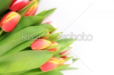 Flower, Tulips