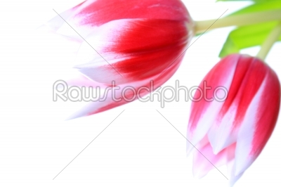 Flower, Tulips
