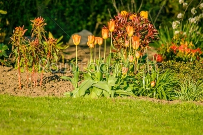 Flowerbed with tulips in the summertime