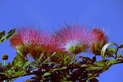Flowers of rain tree. (Samanea saman (Jacq.))