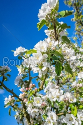 Flowers on a cherry tree