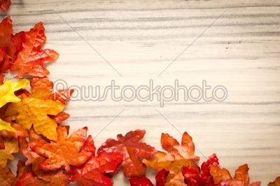foliage, autumn leaves
