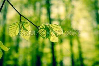 Forest with beech leaves