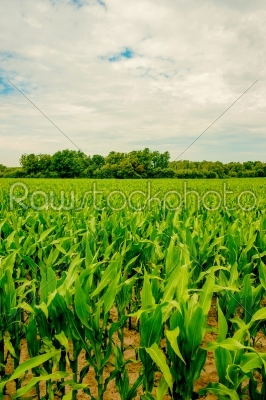 Fresh green corn crops on a field