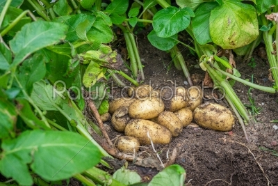 Fresh potatoes in the soil