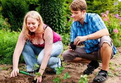 Garden - planting strawberry seedlings