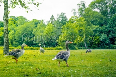 Geese in green nature