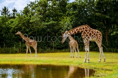 Giraffe family by the water