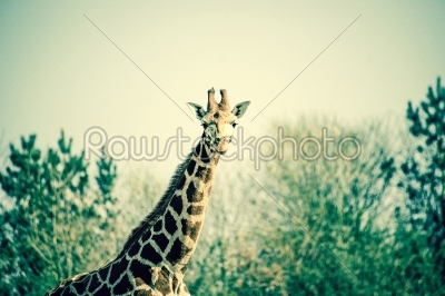 Giraffe in the nature