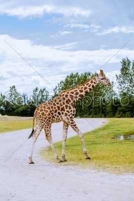 Giraffe walking on the road