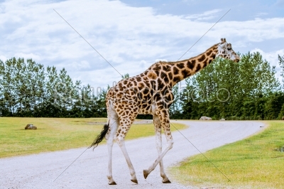 Giraffe walking over the road