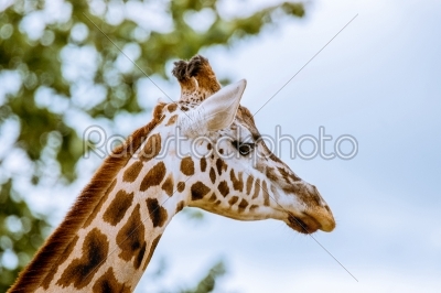 Giraffe with head in the trees