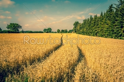 Golden crop field scenery