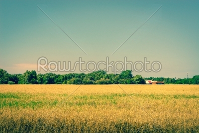 Golden crops on a field with a barn