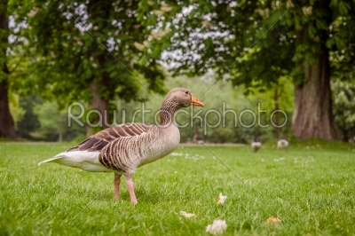 Goose in a green park