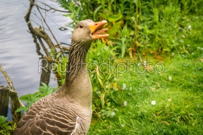 Goose showing the teeth
