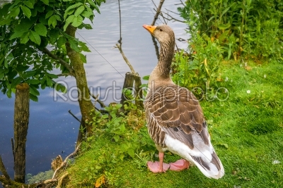 Goose standing near water