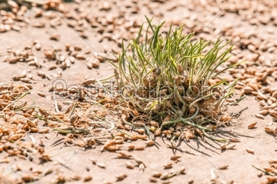 Grass growing from seeds in nature