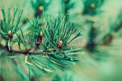 green Coniferous pin branch