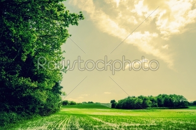 Green field landscape with trees and sunshine