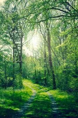 Green forest with sunshine