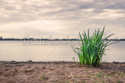Green rushes on a sandy beach