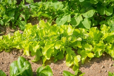 Green salad in a garden