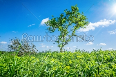 Green tree in grass