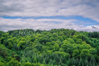 Green trees in cloudy weather