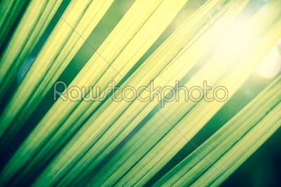 Green tropical leafs with backlight
