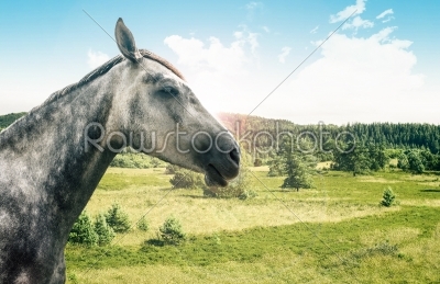 Grey horse isolated