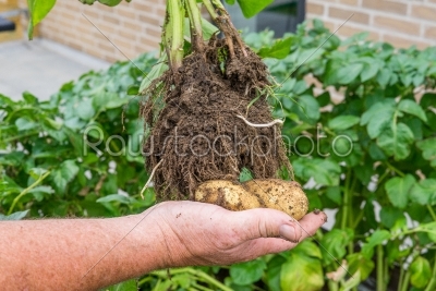 Hand holding homegrown potatoes