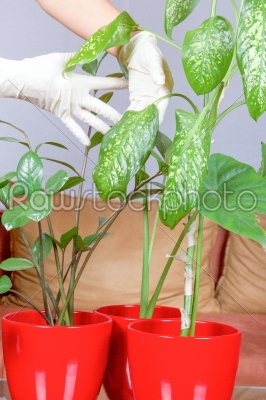 hands with gloves nurture plants