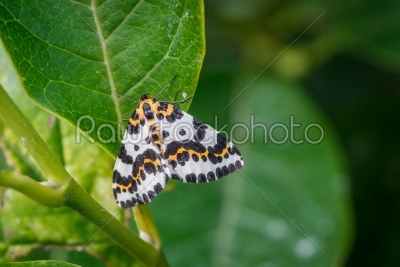 Harlekin butterfly in a green garden