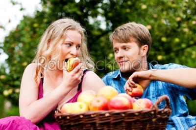 Harvesting - eating apples