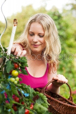 Harvesting Tomatoes