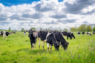 Holstein-Frieser cows on a meadow