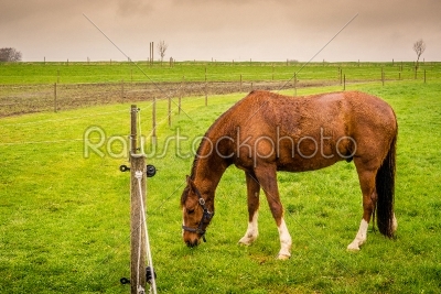 Horse eating green grass