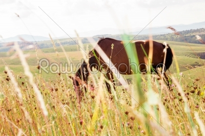 horse grazing in pasture