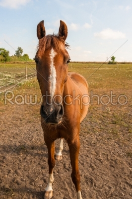 Horse in brown colors in a fencing
