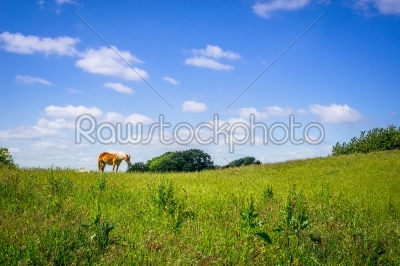 Horse standing on a green field