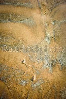 In details single star fish lying on the sand of sea shore where