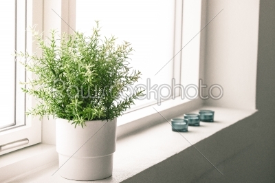 Indoor plant in a bathroom window