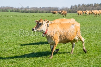Jersey cattle running on a field