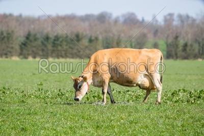 Jersey cow frazing on a field