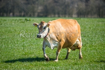 Jersey cow on grass