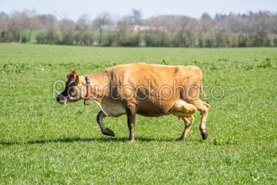 Jersey cow on green grass