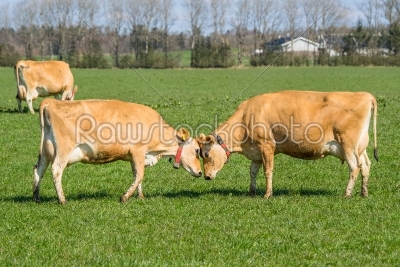 Jersey cows head to head